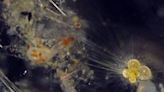 El comportamiento del plancton puede predecir extinciones marinas