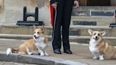 Sarah Ferguson shares how Queen's corgis are settling in to their new home