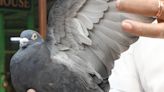 A pigeon detained for 8 months on suspicion of spying for China has finally been set free