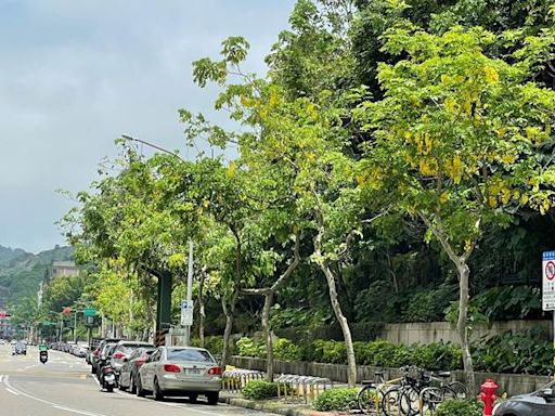 浪漫黃金雨來了！阿勃勒爆開 內湖賞花秘境快收藏