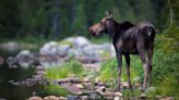 Defensive moose stomps, seriously injures runner in second attack in two days