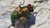 Expert’s method to get rid of flies in house 'at the source' with kitchen item