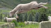 Utah Sheepdog Championship