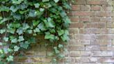 Gardening expert’s three best methods to kill English ivy