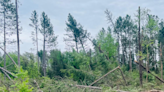 Pockets of Superior National Forest severely damaged by wind