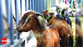 ICAR proposes to add goat farming to Kulaghar system | Goa News - Times of India