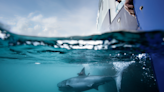 Hunt for great white sharks begins off Irish coast