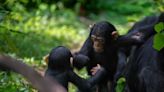 Experts confirm chimpanzees interrupt each other, gesticulating wildly just like humans