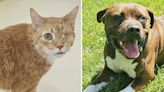 Pets of the week: Freeway loves treats. Beetlejuice is all about his tennis ball