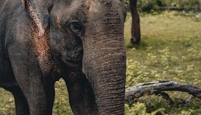 Elefantes pisotean hasta la muerte a un turista en Sudáfrica