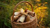 Why You Should Let Mushrooms Sit In The Sun Before Cooking Them