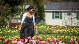 PHOTOS: Tulips in bloom at CT park