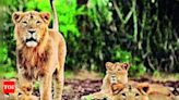 Now, Gujarat will allow only elevated corridors for rly & highways through Gir to save lions | Ahmedabad News - Times of India