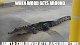 Look: Alligator visits bank drive-through, 'did not have an account'
