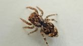 Exotic JUMPING spiders found in UK - as Brits warned of invasion