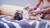 Do dogs carry bed bugs? A vet weighs in