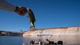 As Lake Powell shrinks, voracious smallmouth bass are staging for a Grand Canyon invasion