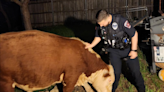 Bull breaks into Texas home searching for bananas, report says