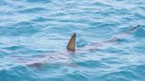 Detectan tiburones intoxicados con cocaína "por primera vez en el mundo" en Brasil