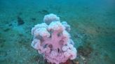 自然界驚奇 澎湖海洋志工隊發現「海田」孕育「花椰菜」