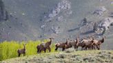 Steep penalties prove ineffective at deterring elk antler heists in Jackson Hole
