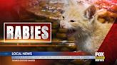 Two Cats Test Positive For Rabies In Florence County - WFXB