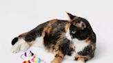 Target Just Dropped the Cutest New $5 Cat Toys for Pride Month