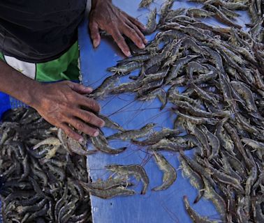 As big supermarkets pursue profits, new research shows growing exploitation of shrimp farmers