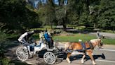 NYC carriage horse industry proposes more regulations, stable in Central Park after old horse collapsed in Midtown