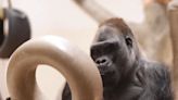 Fort Worth Zoo Gorilla Turns 52 and Becomes World's Oldest Silverback, Officials Say