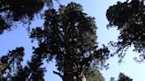 Is world’s largest tree healthy? Check in on giant sequoia in California national park