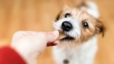 Consiente a tus mascotas con estas nutritivas galletas caseras para perros