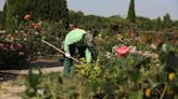 Fallece un hombre mientras trabajaba de jardinero en Palma de Mallorca