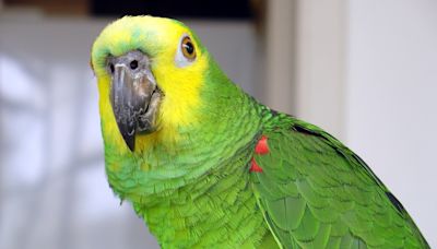 Amazon Parrot Sings His Favorite Song at 3AM Like the Total Boss He Is