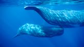 Sperm whale ‘clans’ in the Pacific mark out their culture with songs