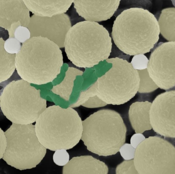 Swarms of miniature robots clean up microplastics and microbes, simultaneously (video) | Newswise: News for Journalists