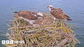 Watch the moment osprey chick flipped out of nest by fish at Rutland Water