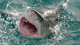 When is Shark Week 2024? Discovery Channel announces this year’s official dates