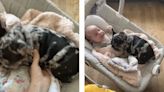 French bulldog puppy is ‘obsessed’ with sleeping baby: 'I'm just a baby!'