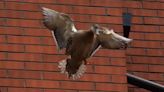 Family of ducks make annual trip form balcony to river