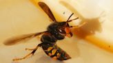 Record number of Asian hornet sightings in UK - as report highlights huge worldwide cost of invasive species