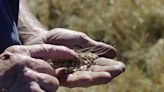 Dry, Hot Summer Threatens Grain Crop in Top Australian State