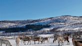Travel: Among the Sami & their reindeer