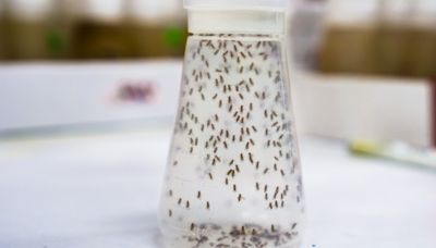 Whether you've noticed drain flies in the sink or fruit flies on the counters, follow these tips to get rid of those pesky insects