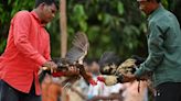 Cockfights still rule the roost in India's forest villages