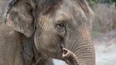 Los Angeles Zoo mourns death of Asian elephant Shaunzi