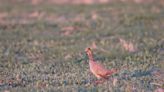 The lesser prairie chicken is dying. Kansas experts say the last of the prairie will go with it.