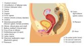 Female reproductive system