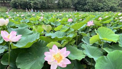 帶媽媽來看花！白河蓮花盛開 黃偉哲推農村輕旅行