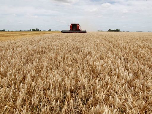 Siembra de trigo 24/25 comienza en Argentina con demoras: Bolsa Cereales Buenos Aires